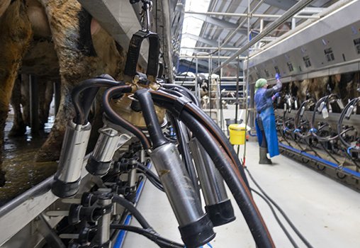 Cinq ans après la fin des quotas une collecte de lait qui stagne