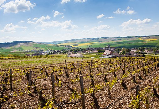 Le Vignoble De Lauxerrois Labellis Vignobles Et D Couvertes