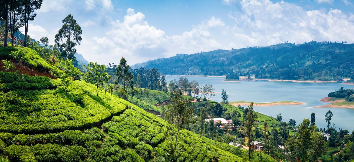 Beautiful view on tea plantation near Nuwara Eliya, Sri Lanka