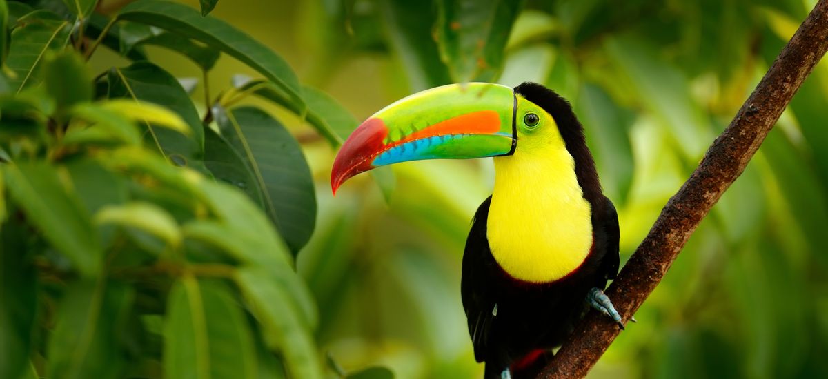 Keel-billed Toucan, Ramphastos sulfuratus, bird with big bill. Toucan sitting on the branch in the forest, Boca Tapada, green vegetation, Costa Rica. Nature travel in central America.