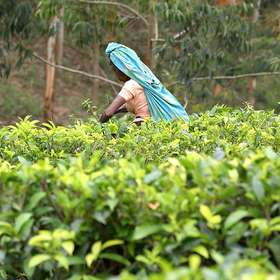 Teeproduktion und TeepflÃ¼ckerinnen in Sri Lanka