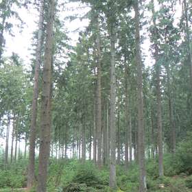 Forêt / L’ONF va proposer des ventes de bois par Internet