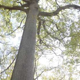 Cheverny : prix records pour le chêne à la vente Unisylva