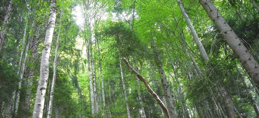 Organisation de producteurs - Coopératives foresti