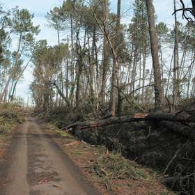 Tempête Klaus : un million d’euros pour les derniers dossiers de reboisement