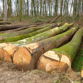Frédéric Guerin : maintenir un niveau d’approvisionnement en bois maintenant et après l’état d’urgence sanitaire