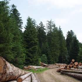 ONF : des délais de paiement adaptés pour les ventes de bois façonnés