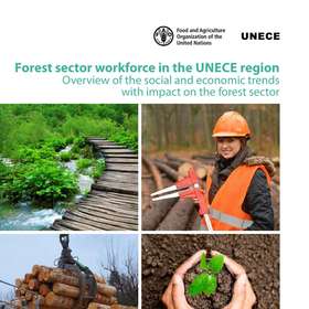 Main d’œuvre en secteur forestier : tendances pour l’Europe des Nations unies