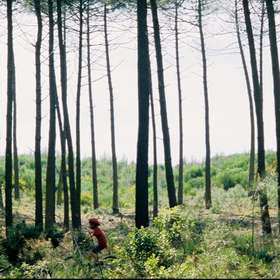 Enquête sur la perception de la forêt en Nouvelle-Aquitaine