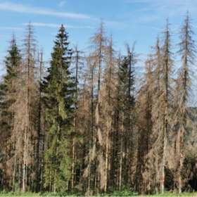 Scolytes : les coopératives forestières demandent des moyens pour poursuivre l’évacuation des bois