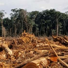 Contre la déforestation importée : alerte et manifeste distributeurs, guide des bonnes pratiques d’achats publics, plateforme publique