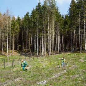 Un appel à manifestation d’intérêt pour le renouvellement forestier