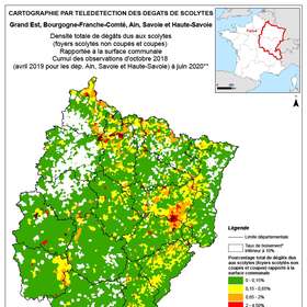Dégâts des scolytes à fin 2020 : 10 Mm³ en Grand-Est et Bourgogne-Franche-Comté