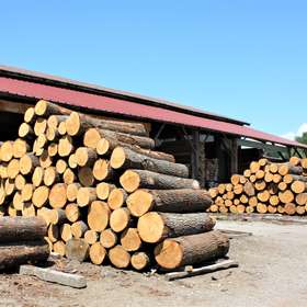 La cellule de veille économique de la filière évalue l’impact du Covid-19 sur les activités forêt-bois