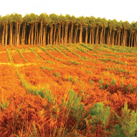 La chaire «Bioéconomie, forêts et territoires» – BioForTer – est lancée
