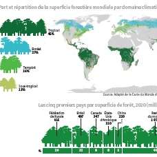 Les chiffres sur la forêt de la FAO désormais disponibles en français