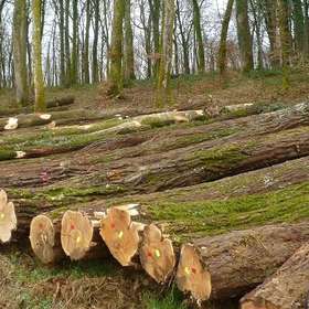 ONF : suppression prévue de postes, « gestion forestière augmentée »