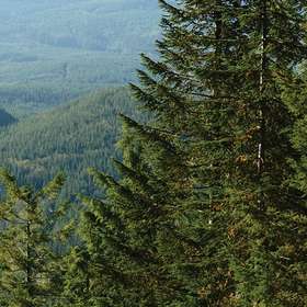 La puissante banque américaine JP Morgan acquiert un géant du marché des forêts