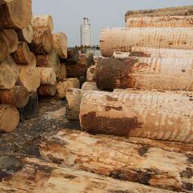 Défi de l’approvisionnement : le projet de Stratégie forestière européenne mécontente l’EOS