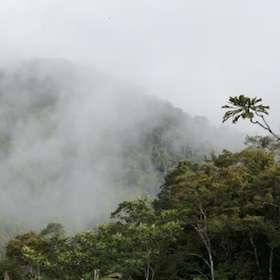 Le Gabon 1er pays africain rémunéré pour réduction forestière d’émission de CO2
