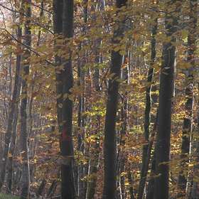 Financement 2021-2025 de l’ONF par les Communes forestières : l’État abandonne les 30 millions supplémentaires