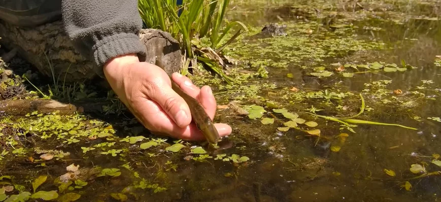 [DOCU] Le brochet aquitain