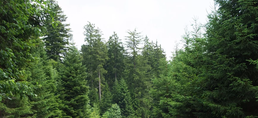 Forestry lève deux millions d’euros auprès d’Everw