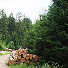 Forestry lève deux millions d’euros auprès d’Everwood