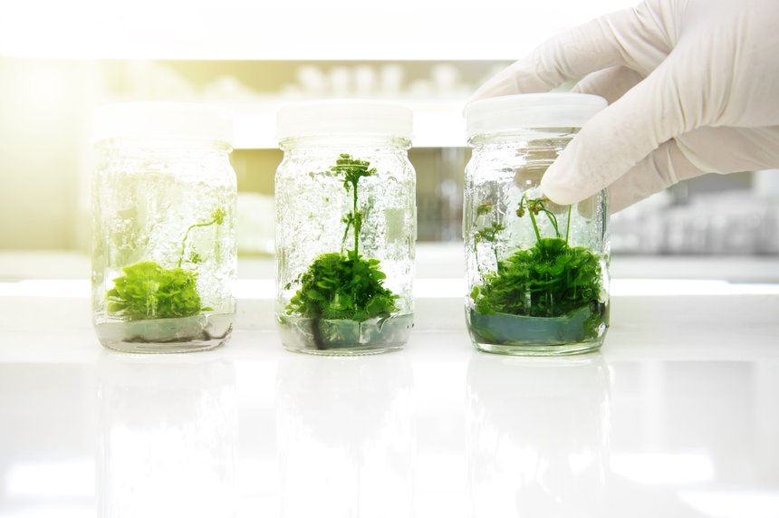 green plant tissue culture in glass bottle holding on scientist 