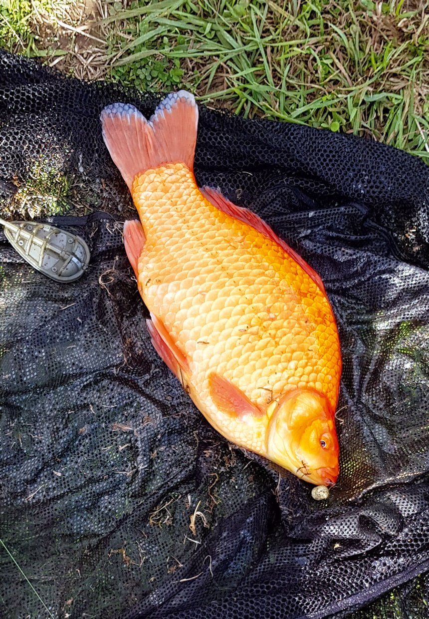 Quel est ce gros poisson orange ? - Peche et Poissons  Carnassiers, carpe,  truite, mer, coup… Toute l'actu de la pêche
