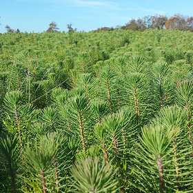 Lancement du guichet unique « Plantons des arbres » : sensibilisation et mobilisation pour la plantation