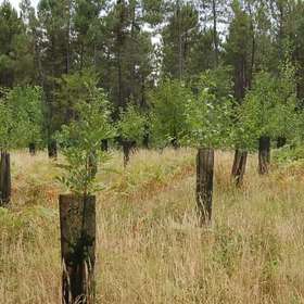 L’ONF se lance dans la labellisation bas carbone en forêt publique