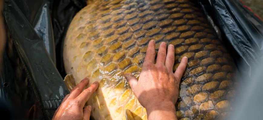 Les plus grosses carpes du domaine public