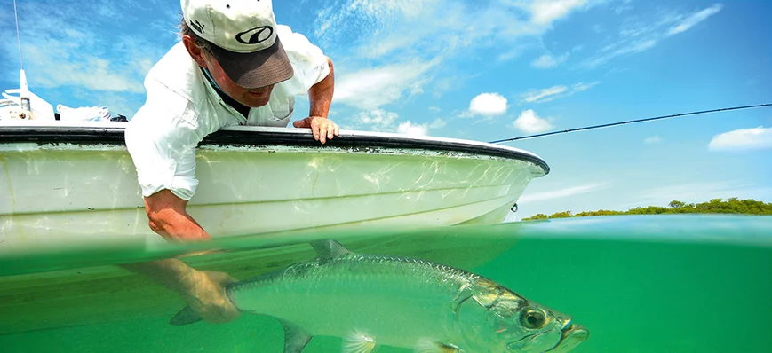 Le tarpon, poisson de sport par excellence