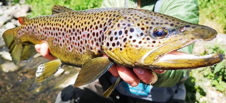 La fédé de la Loire lance une web-série