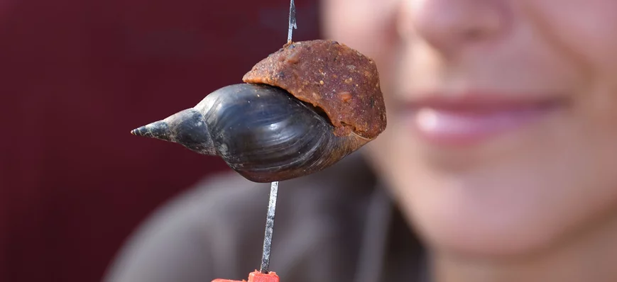 Séduction naturelle : les coquilles d’escargots po