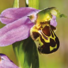 En forêt d'Orléans, l'ophrys abeille voyage par les routes forestières