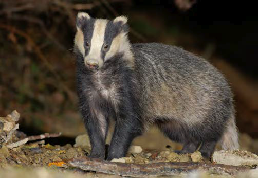 animaux dans la forêt de feuillus renard