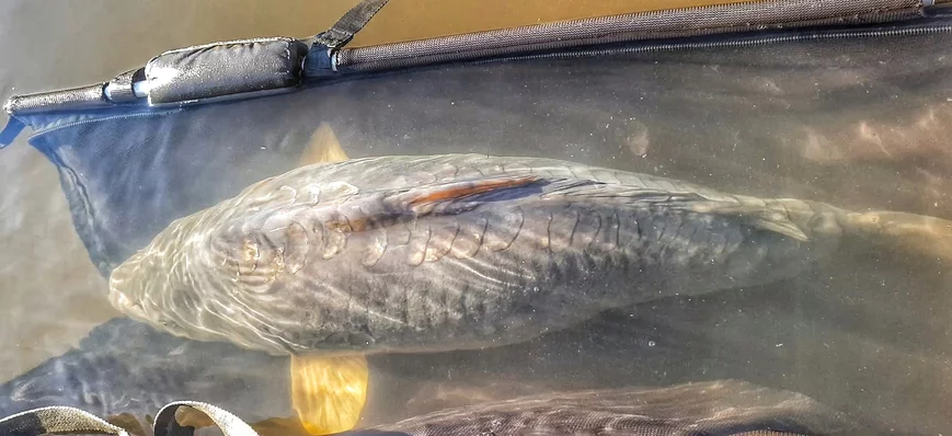 Grosses carpes en hiver, les temps changent