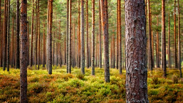 Forêts : le prix du bois commence à plier