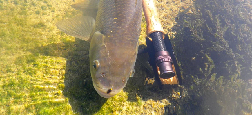 Comment pêcher les gros chevesnes à la mouche ?