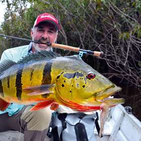 Peacock bass, le guerrier bariolé d'Amazonie
