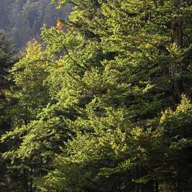 Règlement UE sur la déforestation : Eustafor craint une limitation de la gestion forestière
