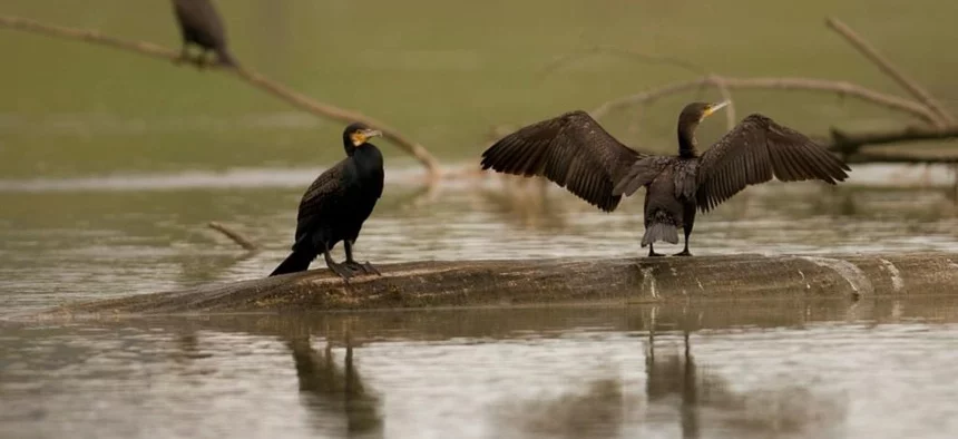 Régulation du grand cormoran : participez à la con