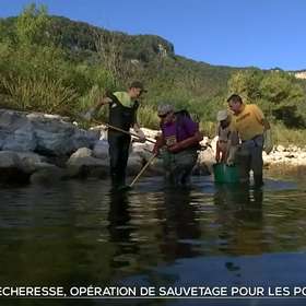 [REPORTAGE] Sauvetage de poissons dans le 13h de TF1