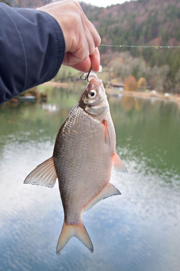 Leurre Souple Shimano Brenious Bream Catcher 1,8 Pouces - 5 Pièces - Coloris 03T - Pêche En Mer