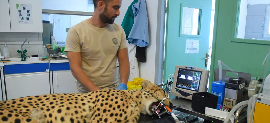 Romain, ASV en parc animalier