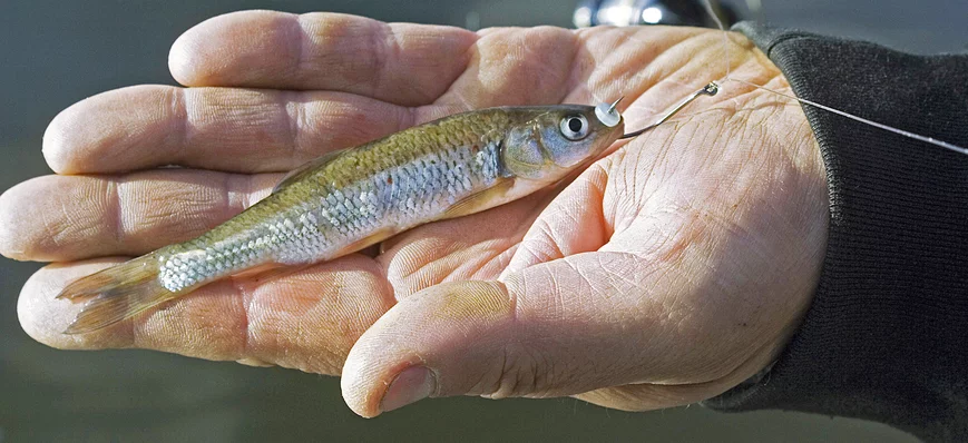 Pêche au vif : pas de quoi s'inquiéter