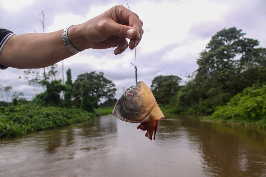 Peche piranhas