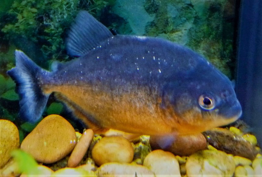 Piranha aquarium rouge